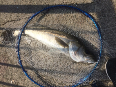 三種盛りならず