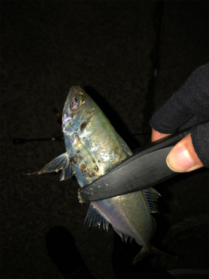 ナイトアジング