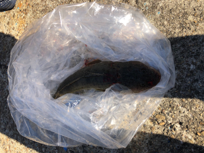 薄くて美味いやつ