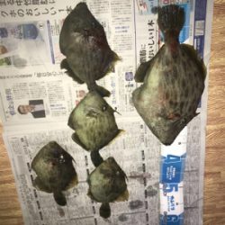 出たカワハギ35.5センチ