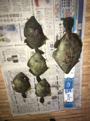 出たカワハギ35.5センチ