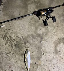 アジング！メバリング！