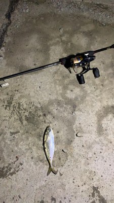 アジング！メバリング！