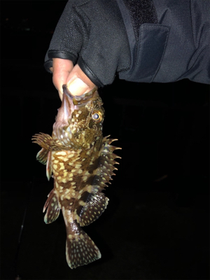 神戸空港夜釣り
