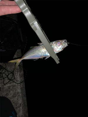 就業後アジング