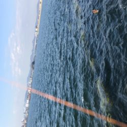 日中メバリング