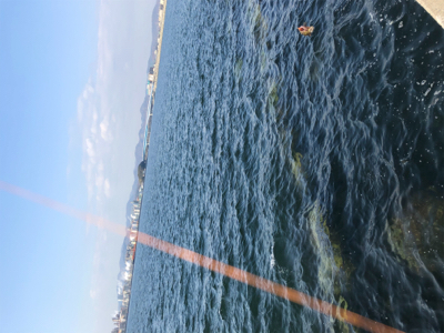 日中メバリング