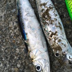 ベイトはいるが…