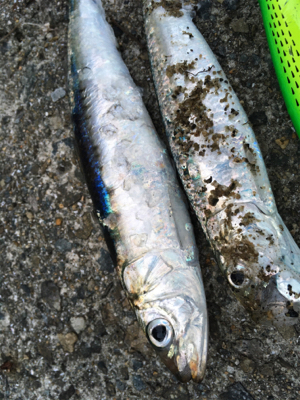 ベイトはいるが…