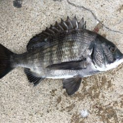 エビ撒きでおちぬさん