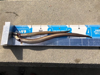 今年最後の投げ釣りでしたが❓…