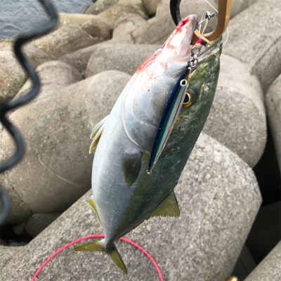 たぶん今年最後の青物