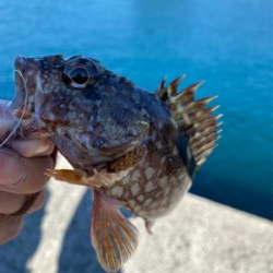 今日の釣果
