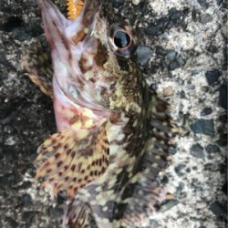 イカ、メバル不在