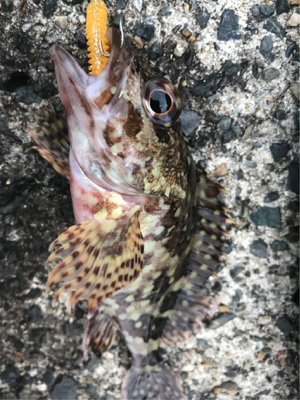 イカ、メバル不在