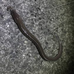 釣り納め釣行(投げ釣り)