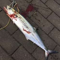 太刀魚ダメで諦めアジでも矢先に♪