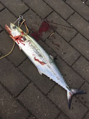 太刀魚ダメで諦めアジでも矢先に♪