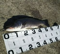 ヒラスズキ好調♪