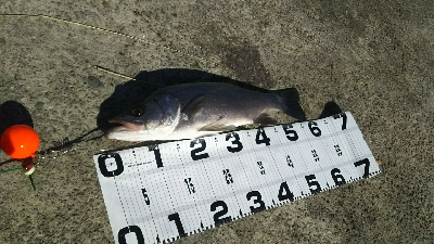 ヒラスズキ好調♪