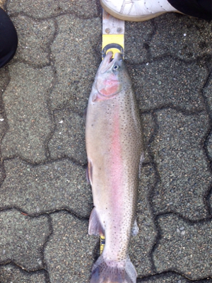 短時間で楽しめる岸和田フィシングパーク