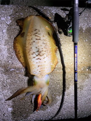 月夜エギング、激流攻略(^^)