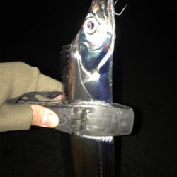 湾奥タチウオ激シブ