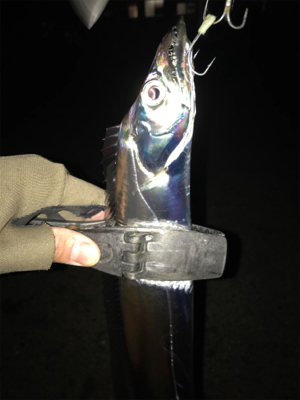 湾奥タチウオ激シブ