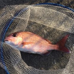 お正月用真鯛キープ