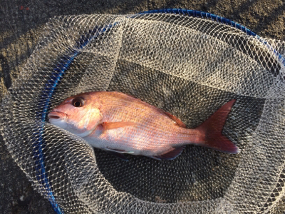 お正月用真鯛キープ