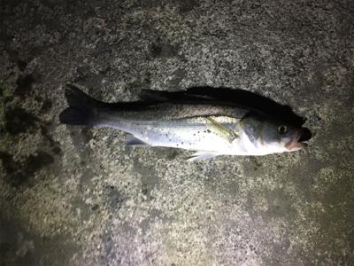 シーバス釣れた