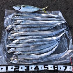 タチウオ釣れ続く@岸和田一文字