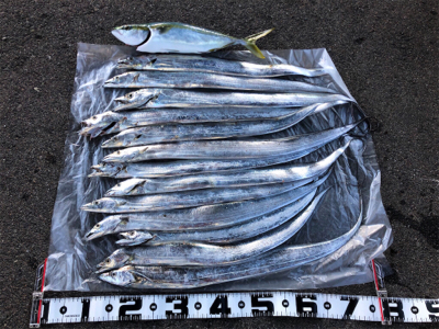 タチウオ釣れ続く@岸和田一文字