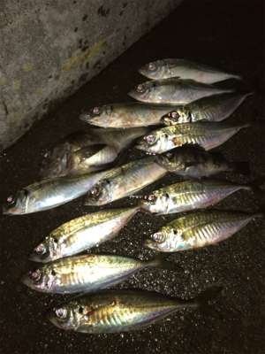 アジング最高！