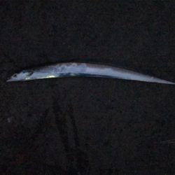 釣れたら釣り納め！