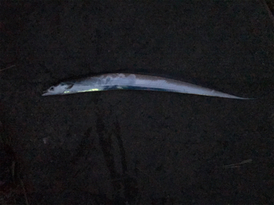 釣れたら釣り納め！