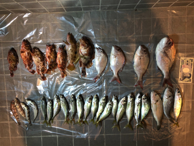 2馬力デビュー！