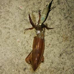 ライトエギング