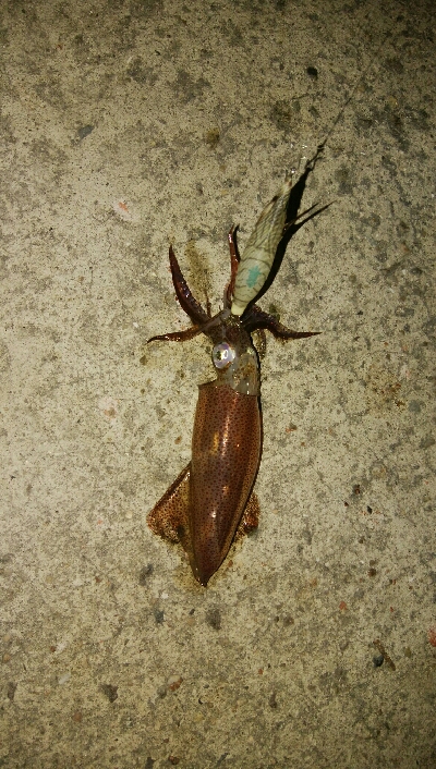 ライトエギング