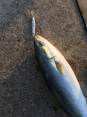 ハマチまだいた