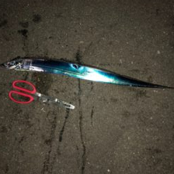 青物まだチャンスある