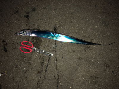 青物まだチャンスある