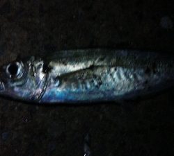 ナイトアジング