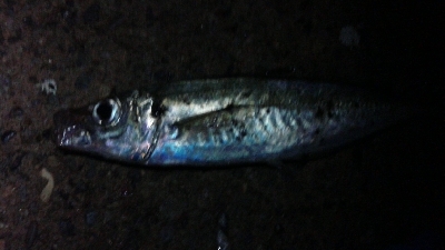 ナイトアジング