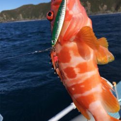 マイボートで根魚狙い。