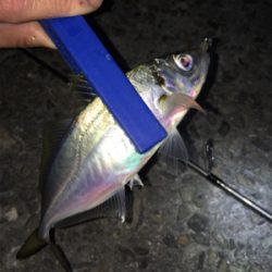 アジング・メバリング