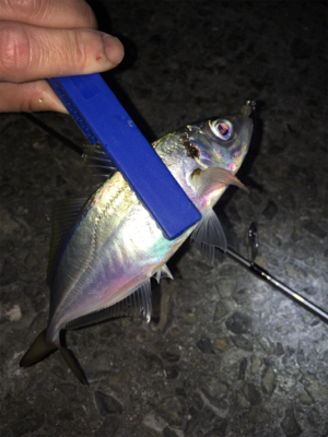 アジング・メバリング