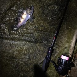 アジング調査だが