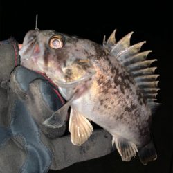 久々の入れ食い！