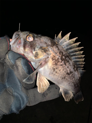 久々の入れ食い！